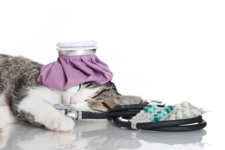 Hilfe bei Katzen-Erkältung: Das können Sie selbst tun