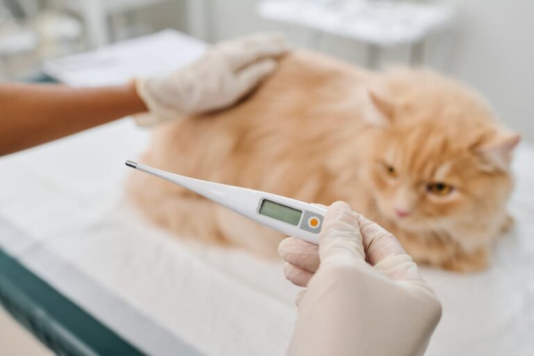 Wenn Ihre Katze hustet: mögliche Ursachen und richtige Behandlung