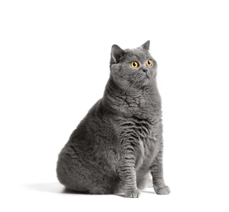 Ist Ihre Katze vielleicht krank? So erkennen Sie die ersten Anzeichen