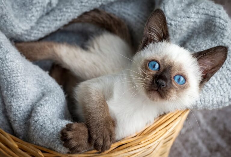 Alter von Katzen in Menschenjahren: Alter richtig einschätzen und verstehen