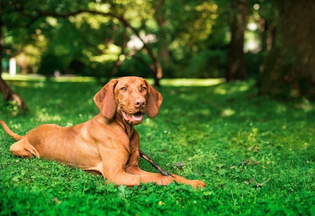 Hund entspannt auf einer Wiese im Park
