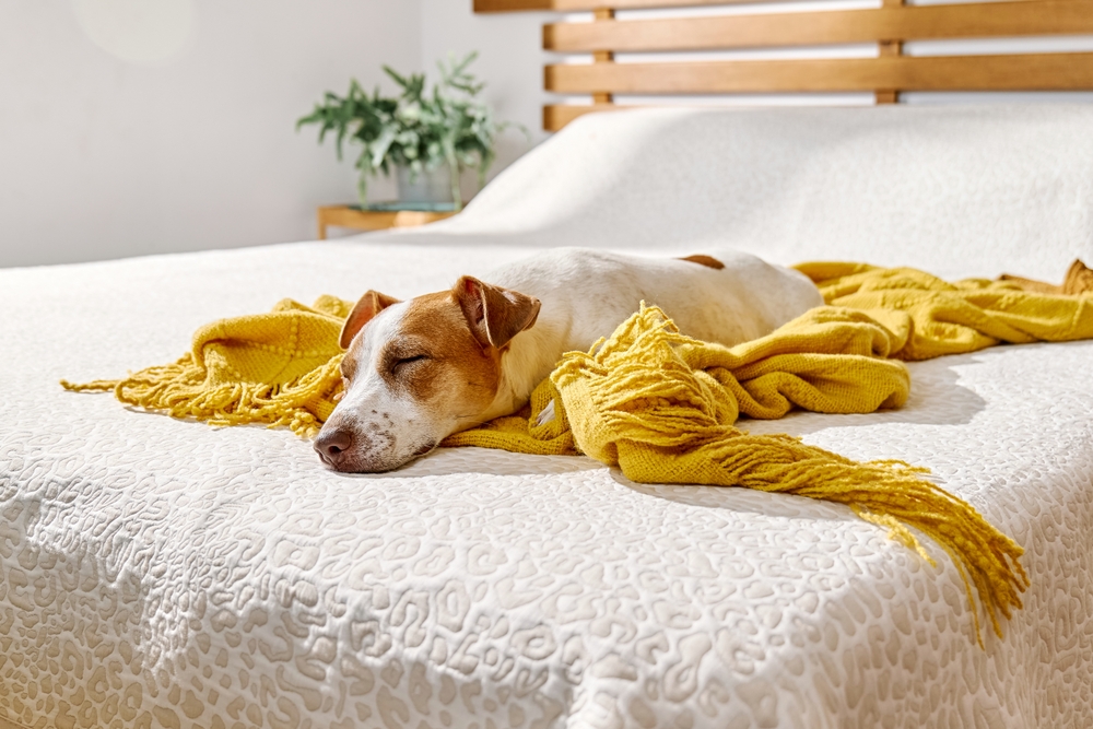 Mein Hund frisst nicht und schläft viel