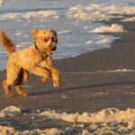Goldendoodle sind echte Familienhunde