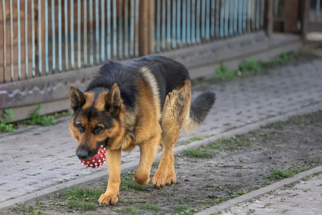 Bloodhound auf Fährtenarbeit