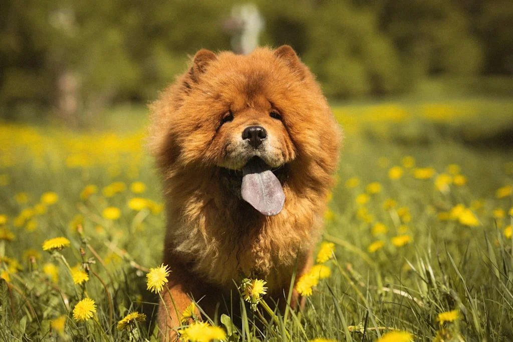 Der Chow-Chow gehört zu den asiatischen Spitzen