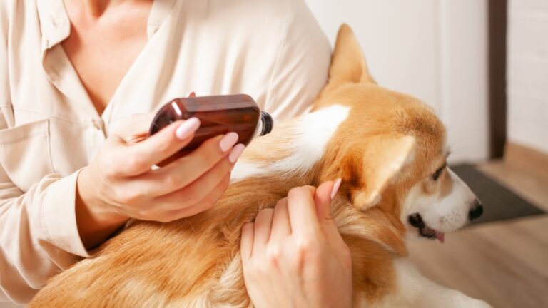 Flöhe beim Hund erkennen, bekämpfen und nachhaltig vorbeugen
