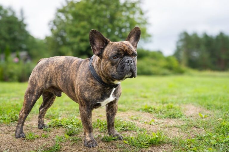 Hunde und Down-Syndrom: Mythen, Fakten und genetische Erkenntnisse