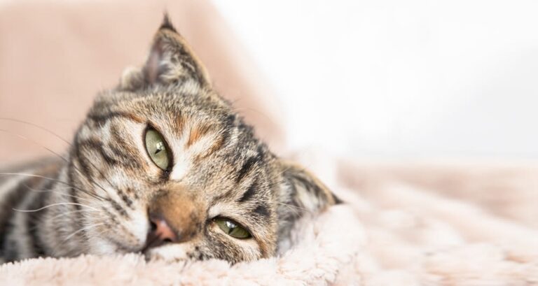 Warum haben Katzen Angst vor Gurken?