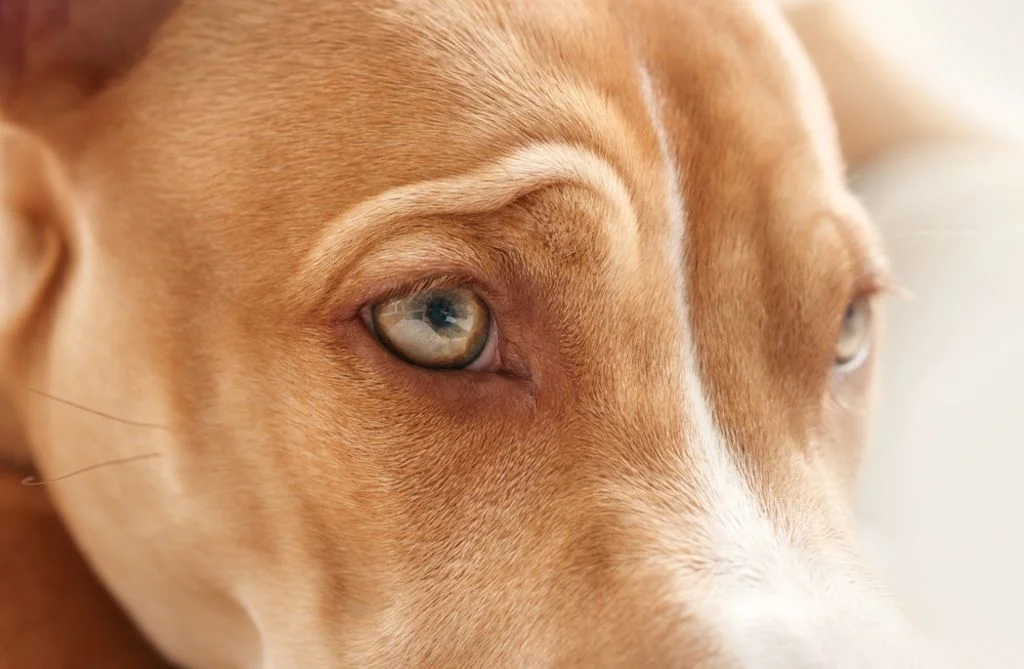 Hund blickt aufmerksam im sanften Licht zur Seite
