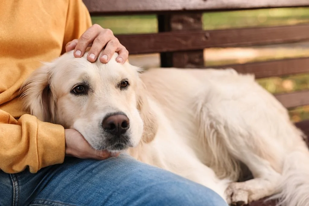 Hund liegt ruhig neben Besitzer auf Parkbank