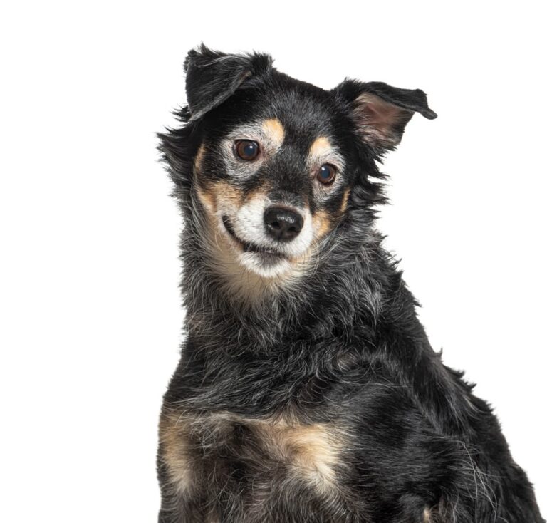 Wie alt sind Hunde in Menschenjahren? – Ein umfassender Ratgeber