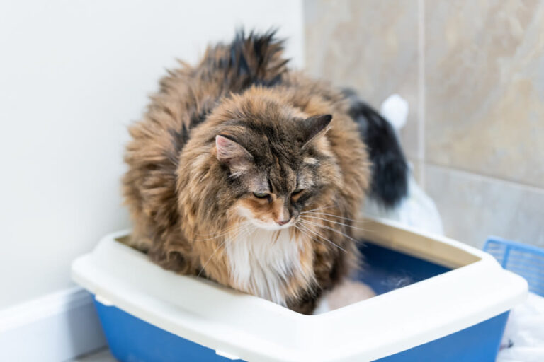 Verstopfung bei Katzen – das müssen Sie wissen
