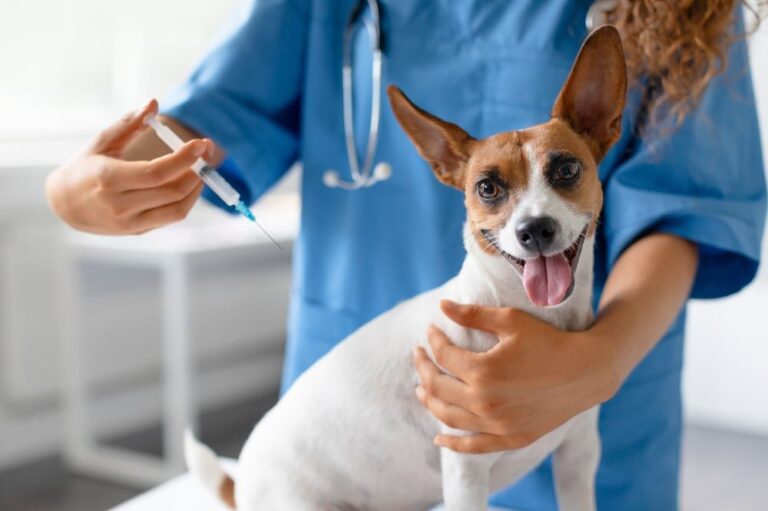 Wie erkennen Sie eine Scheinschwangerschaft bei Hunden?