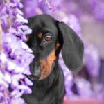 Neugieriger Dachshund-Welpe drinnen