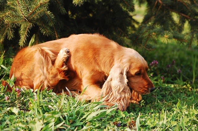 Atopische Dermatitis beim Hund: Wie kann man sie behandeln?