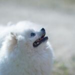 Weißer Spitz auf einer Wiese