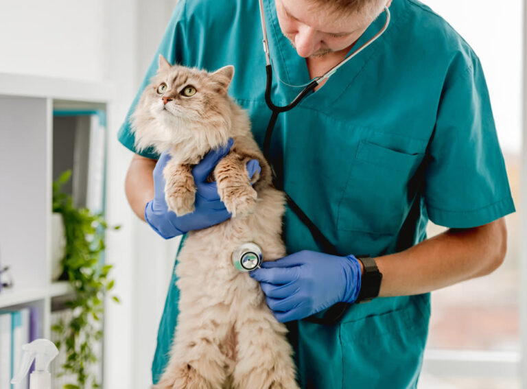 Struvitsteine bei Katzen erkennen: Ursachen, Symptome & effektive Behandlung