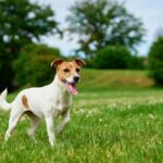 Neugieriger Jack Russell Welpe draußen