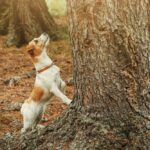 Pointer haben einen guten Spürsinn