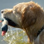 Golden Retriever beim Apportieren