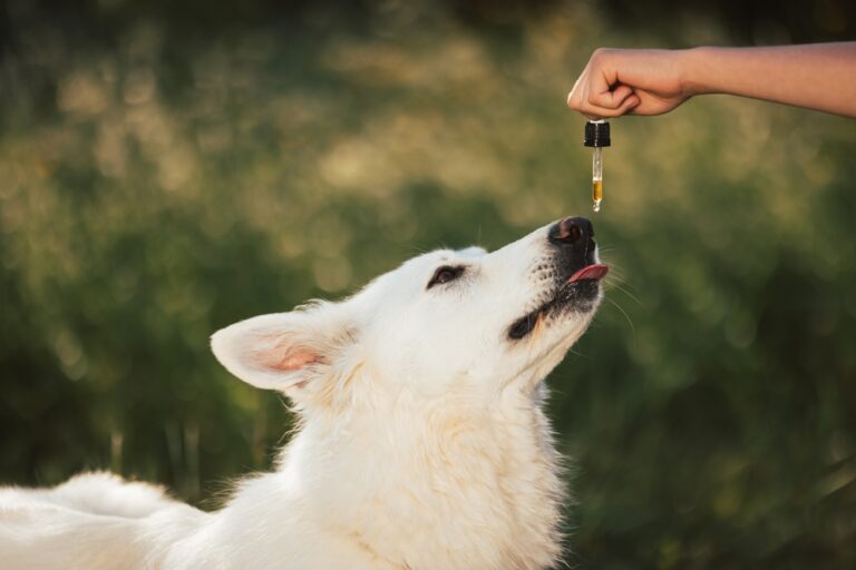 Homöopathie für Hunde: Natürliche Hilfe bei Beschwerden – Santévet
