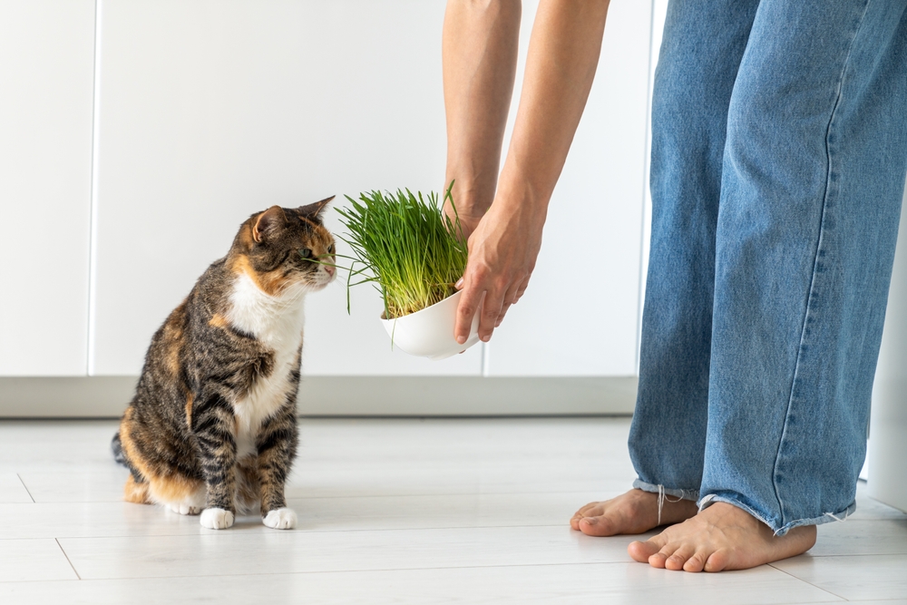 Homöopathie für Katzen