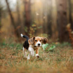 Beagle beim Spurensuchen im Wald