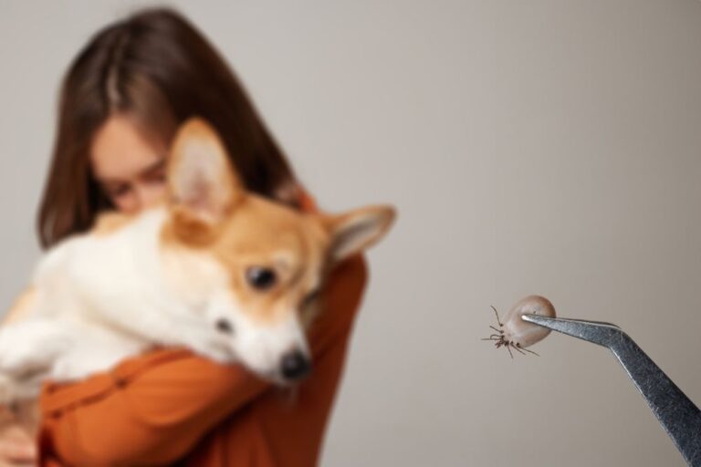 Mittelmeerkrankheiten beim Hund: Unsichtbare Reisekrankheiten mit ernsthaften Folgen