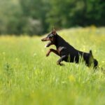 Zwergpinscher sind kleine Wachhunde