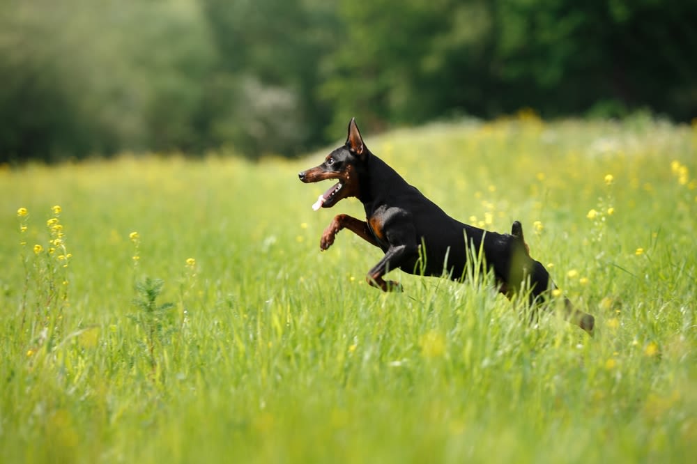 FCI-Gruppe 2:Pinscher und Schnauzer und Molosser