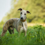 Windhunde sind von Natur aus neugierig