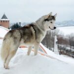 Alaskan Klee Kai im Schnee