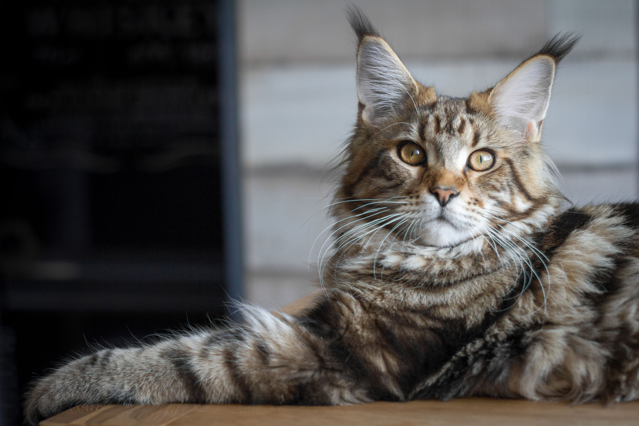 Maine Coon | SantéVet