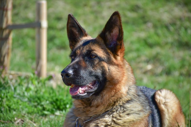 CT-Scan beim Hund: Wann ist er sinnvoll und was kostet er?