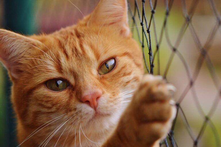 Wie viel kostet ein Tierarztbesuch für eine Katze?