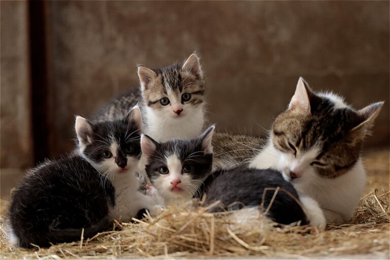 Kaiserschnitt bei Katzen: Wann ist er erforderlich und wie viel kostet er?