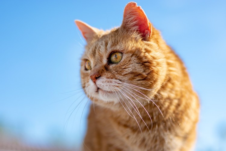 Katzenversicherung