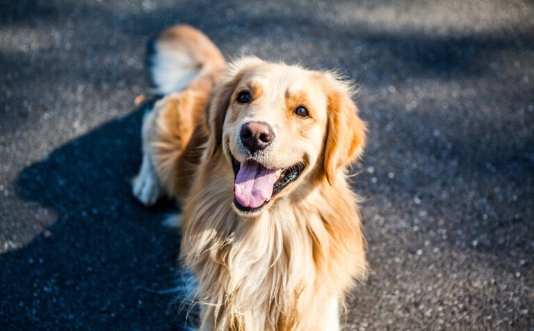 Endoskopie beim Hund: Wann und zu welchem Preis?