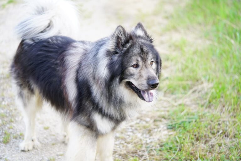 Operation bei Harnsteinen beim Hund: Warum und zu welchem Preis?