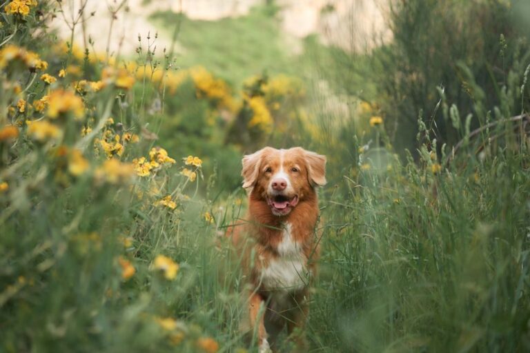 Grannen bei Hunden: In welchen Fällen ist eine Operation erforderlich?