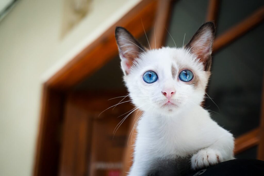 Wie viel kostet eine Übernachtung für eine Katze beim Tierarzt?