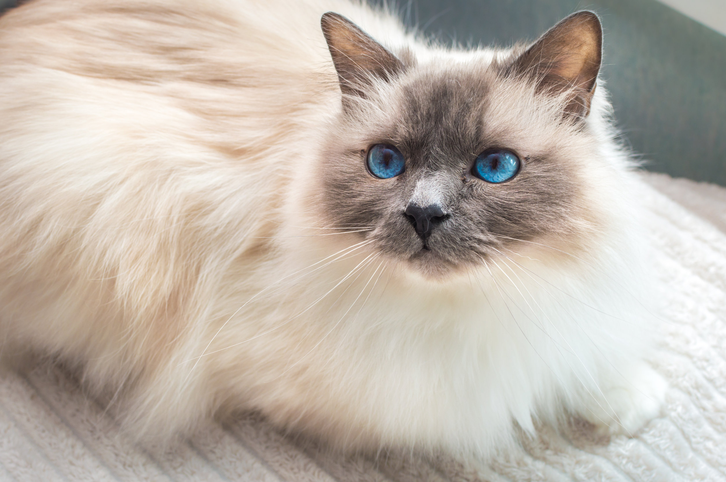 Katzen Rasseportraits
