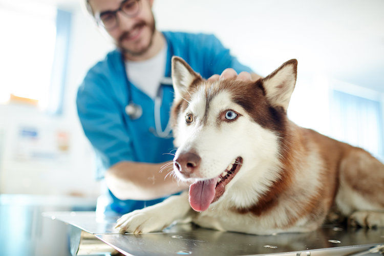 Warum und in welchem Alter sollte man seinen Hund sterilisieren lassen?