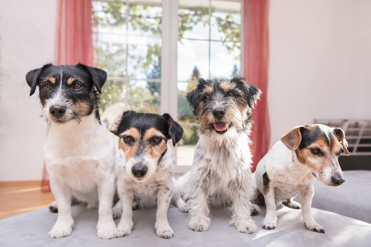 Aktuelles zu Hunden