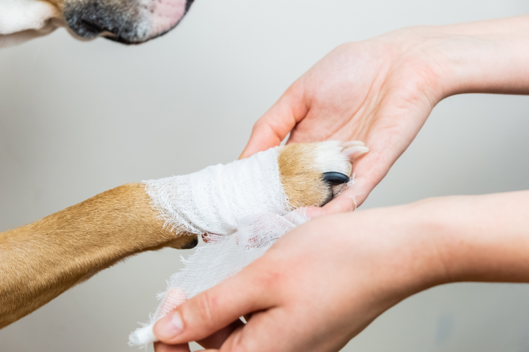 Eine Verstauchung bei Hunden erkennen