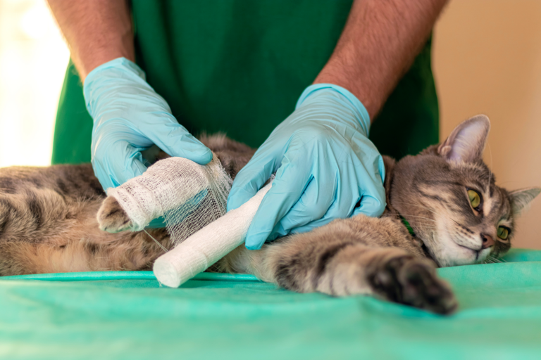 Behandlung eines gebrochenen Beines bei Katzen