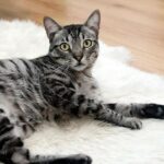 Chat tigré