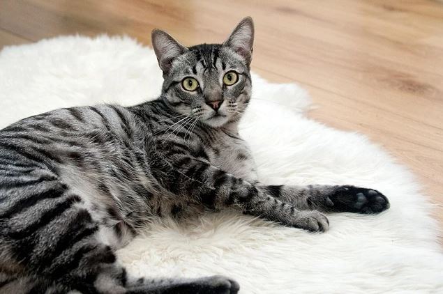 Diese Rassen sind getigerte Katzen