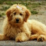 Goldendoodle