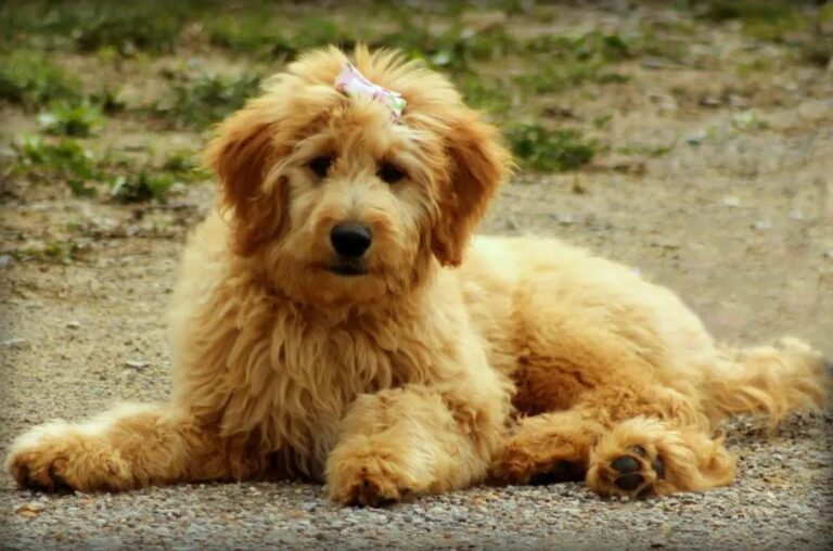 Goldendoodle